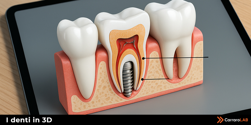 Struttura denti in 3D